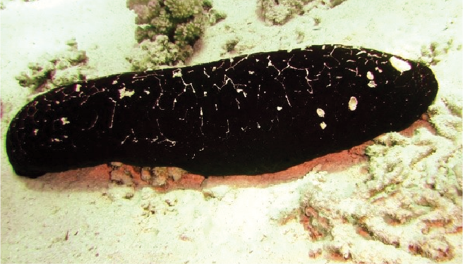 Holothuria nobilis (Black Teatfish)
