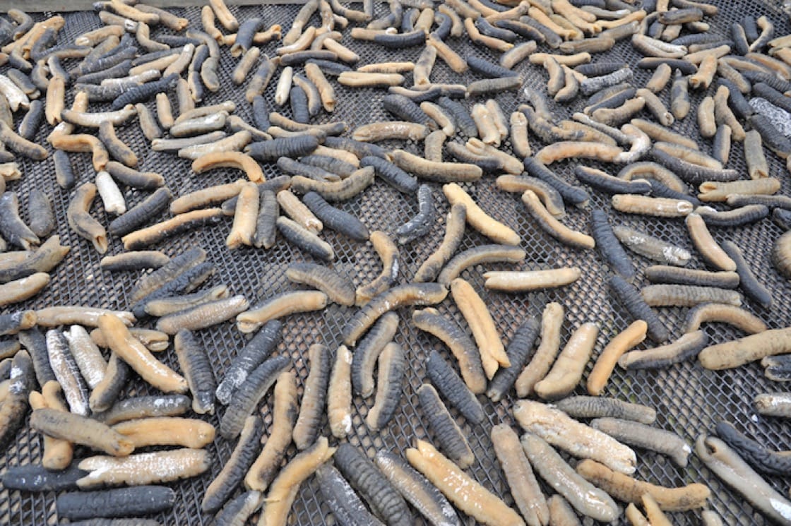  (Dried Sea Cucumbers)