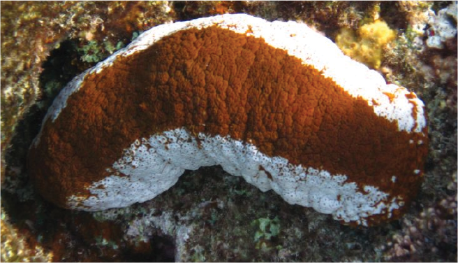 Actinopyga mauritiana (Surf Redfish)