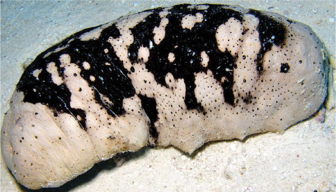 Holothuria fuscogilva (White Teatfish)